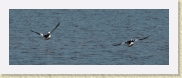 DSC_5072 Buffleheads flying * 2129 x 758 * (268KB)